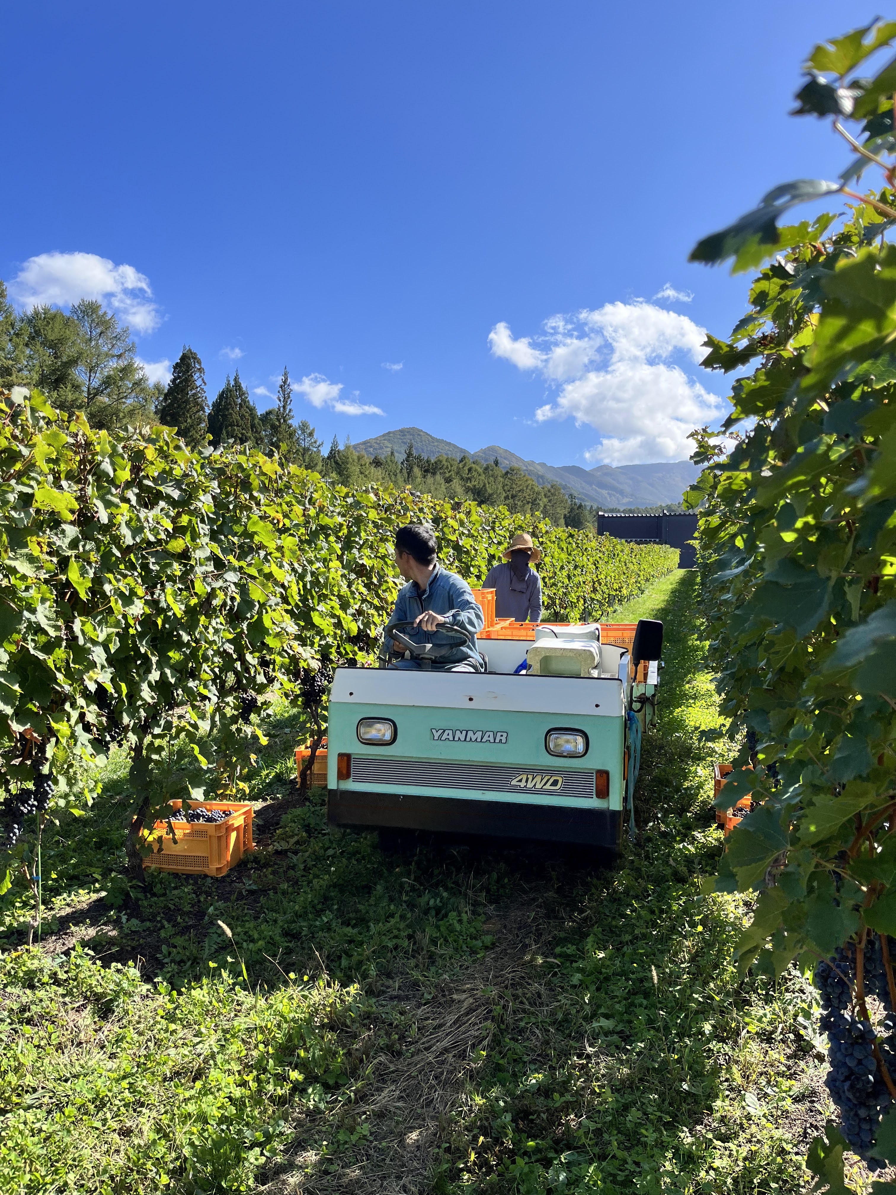 たかやまワイン農園｜長野県高山村のワインブドウ