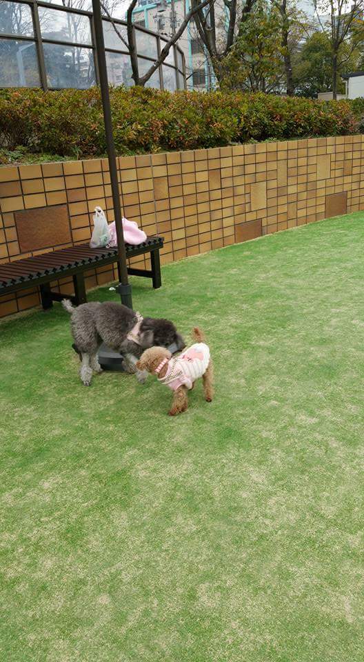 Grassてんしばドッグラン 犬と楽しく暮らそうよ ワンコは家族