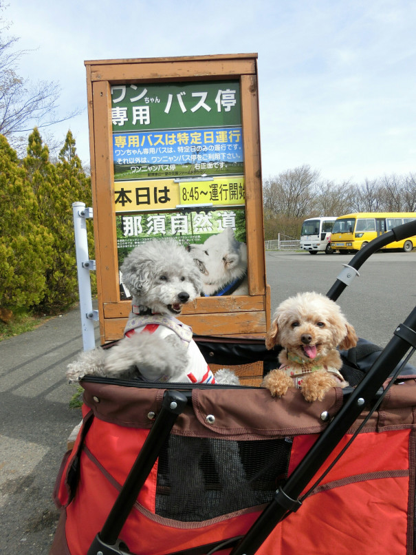 17年gw 那須towaピュアコテージ 犬と楽しく暮らそうよ ワンコは家族