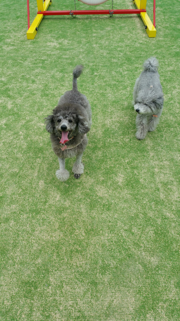 Grassてんしばドッグラン 犬と楽しく暮らそうよ ワンコは家族