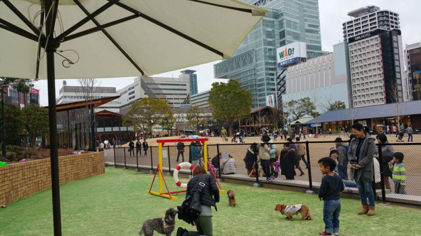 Grassてんしばドッグラン 犬と楽しく暮らそうよ ワンコは家族