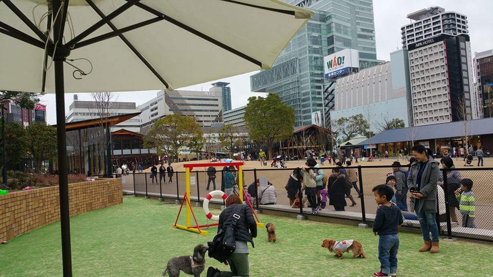 Grassてんしばドッグラン 犬と楽しく暮らそうよ ワンコは家族