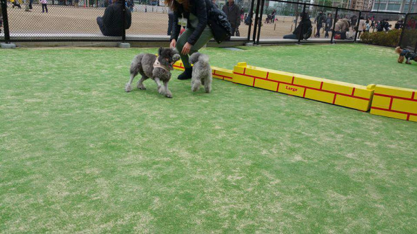 Grassてんしばドッグラン 犬と楽しく暮らそうよ ワンコは家族