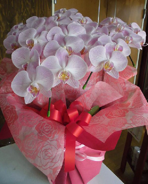 スナックの開店 レセプション祝いの胡蝶蘭 群馬県前橋市の花屋 Flowershopはなせんwebsite