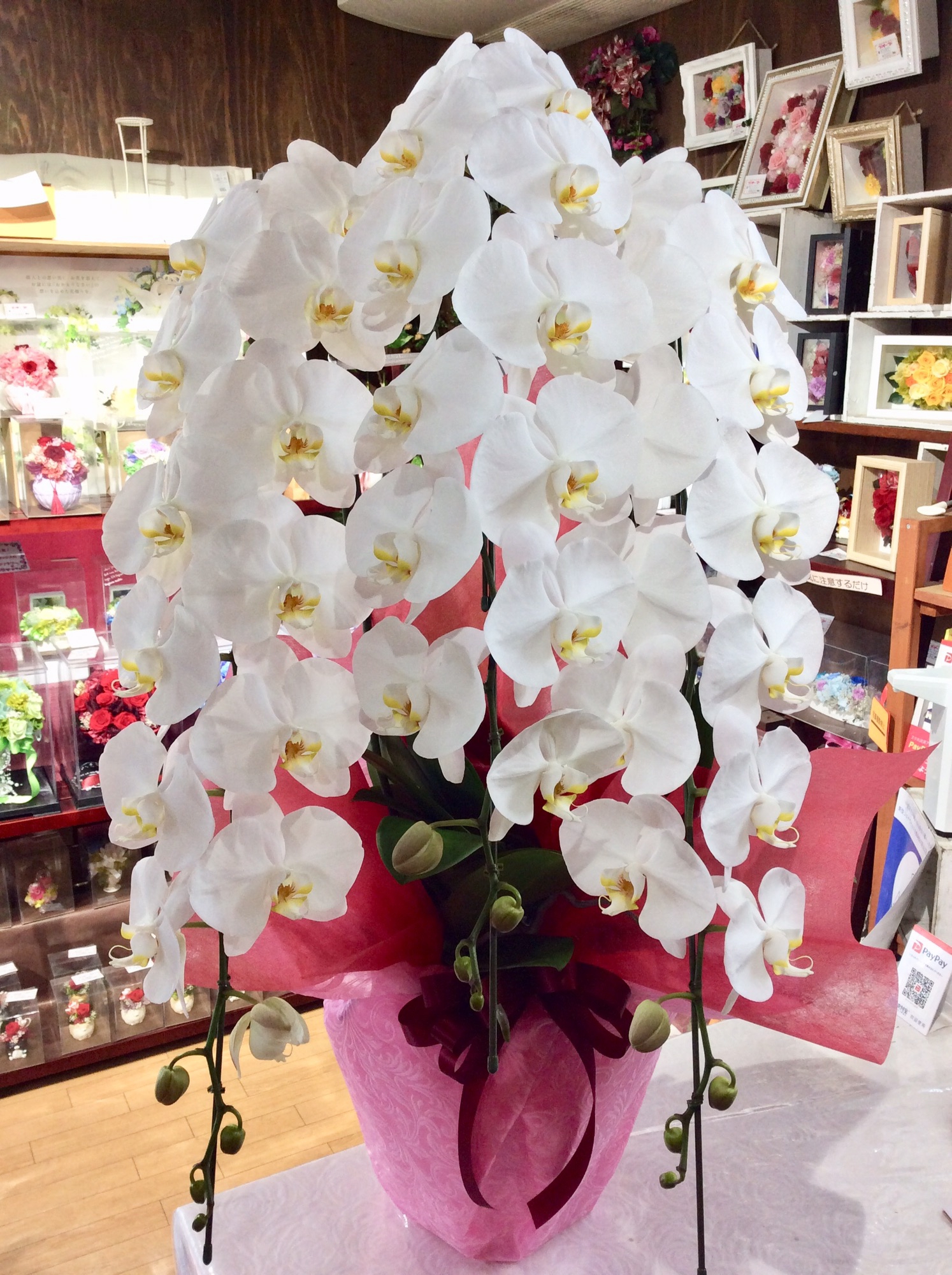 教授就任祝いに胡蝶蘭 群馬県前橋市の花屋 Flowershopはなせんwebsite