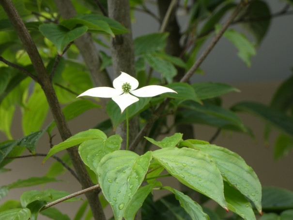 やまぼうしの花が咲き始めました くつろぎcafe やまぼうし