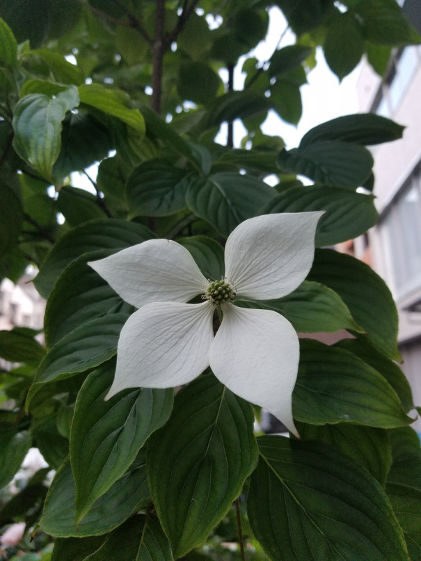 シンボルツリーのやまぼうしの花が咲きました くつろぎcafe やまぼうし