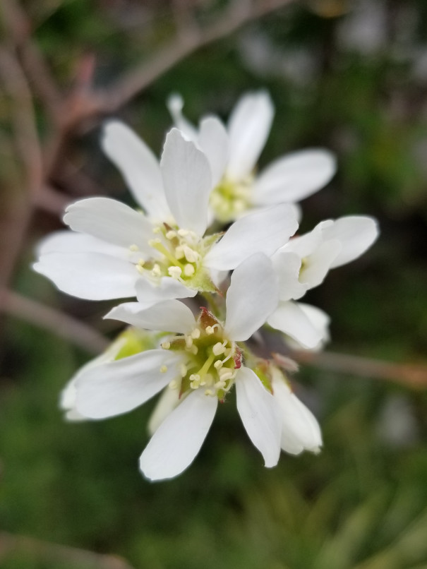 ジューンベリージャムを作りました くつろぎcafe やまぼうし