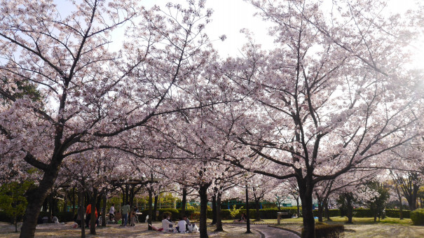 明石公園の桜 18 かきつばたオアシス