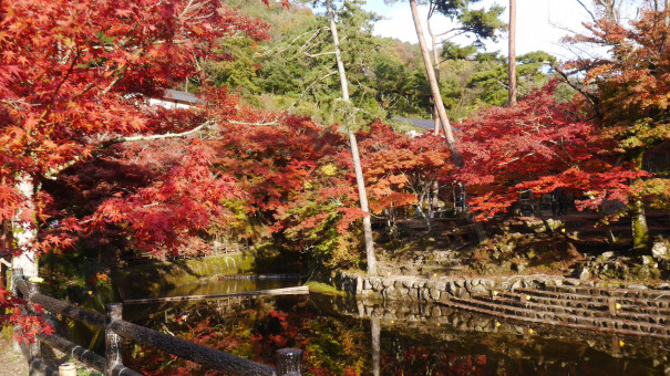 瀬戸市岩屋堂公園の紅葉 かきつばたオアシス