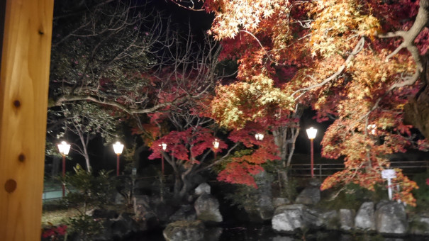 大山緑地公園の紅葉18 かきつばたオアシス