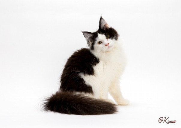 子猫里親募集 メインクーン Catstail 子猫里親募集 メインクーン Catstail