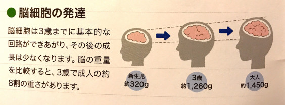 幼児期の脳細胞の発達 成長について ドルチェ音楽教室