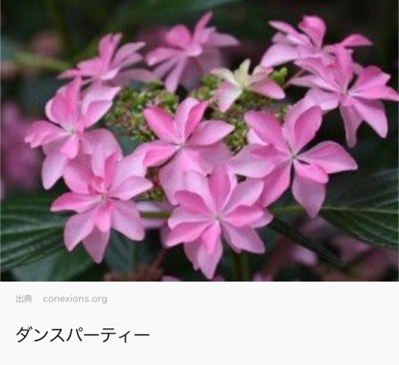 人気のアジサイ ドルチェ音楽教室