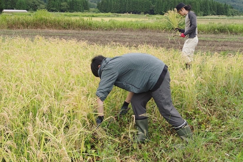 第4回〜農薬・除草剤不使用！田んぼの稲刈り・天日干し編〜終了
