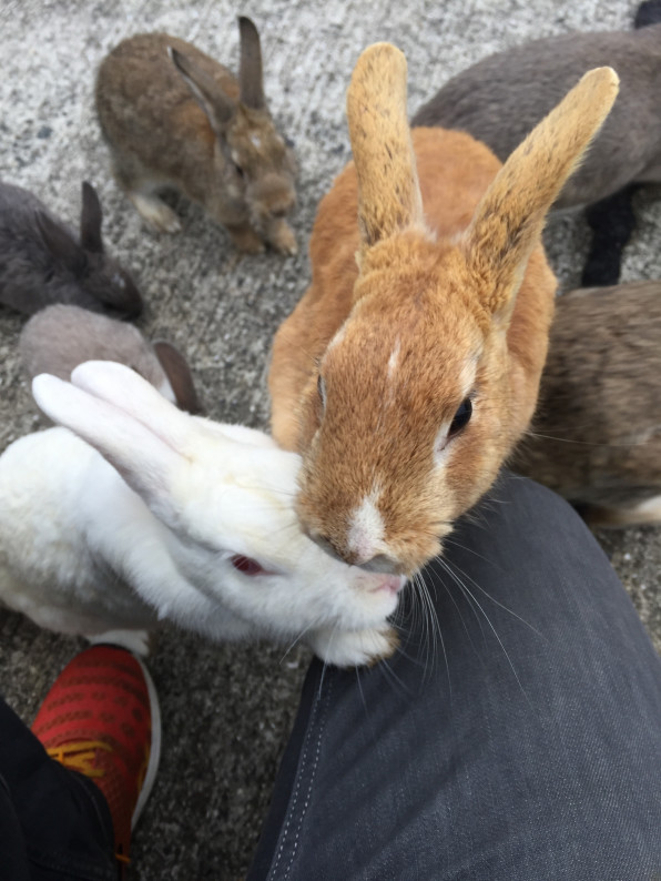 うさぎ島 Kyodo News Digital Area