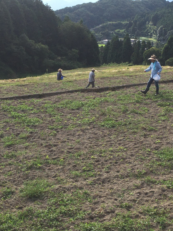 コスモスの種まき 天川棚田保存会 コスモスの種まき 天川棚田保存会