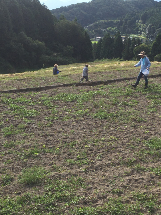 コスモスの種まき 天川棚田保存会