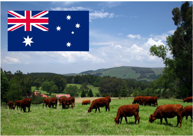 オーストラリア産の牛肉はハラルなのか Kanazawa Muslim Community