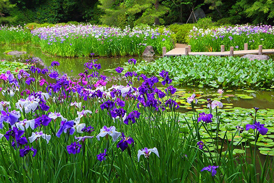 5月のお花し 皐月 早苗を植える早苗月 ふあふあ花便り Anelapuaのblog