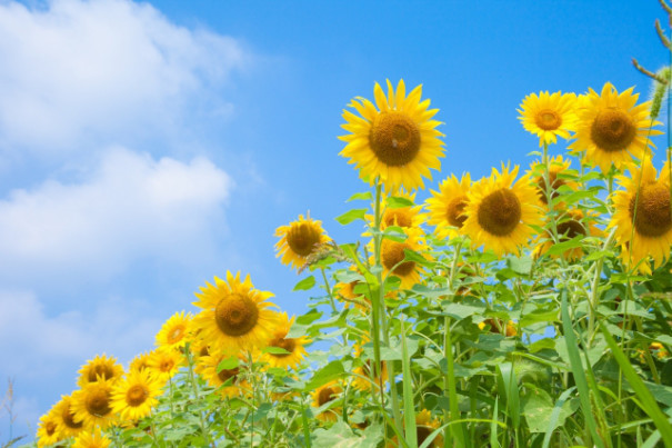 自由研究に ひまわりの不思議 ふあふあ花便り Anelapuaのblog 自由研究に ひまわりの不思議 ふあふあ花便り Anelapuaのblog
