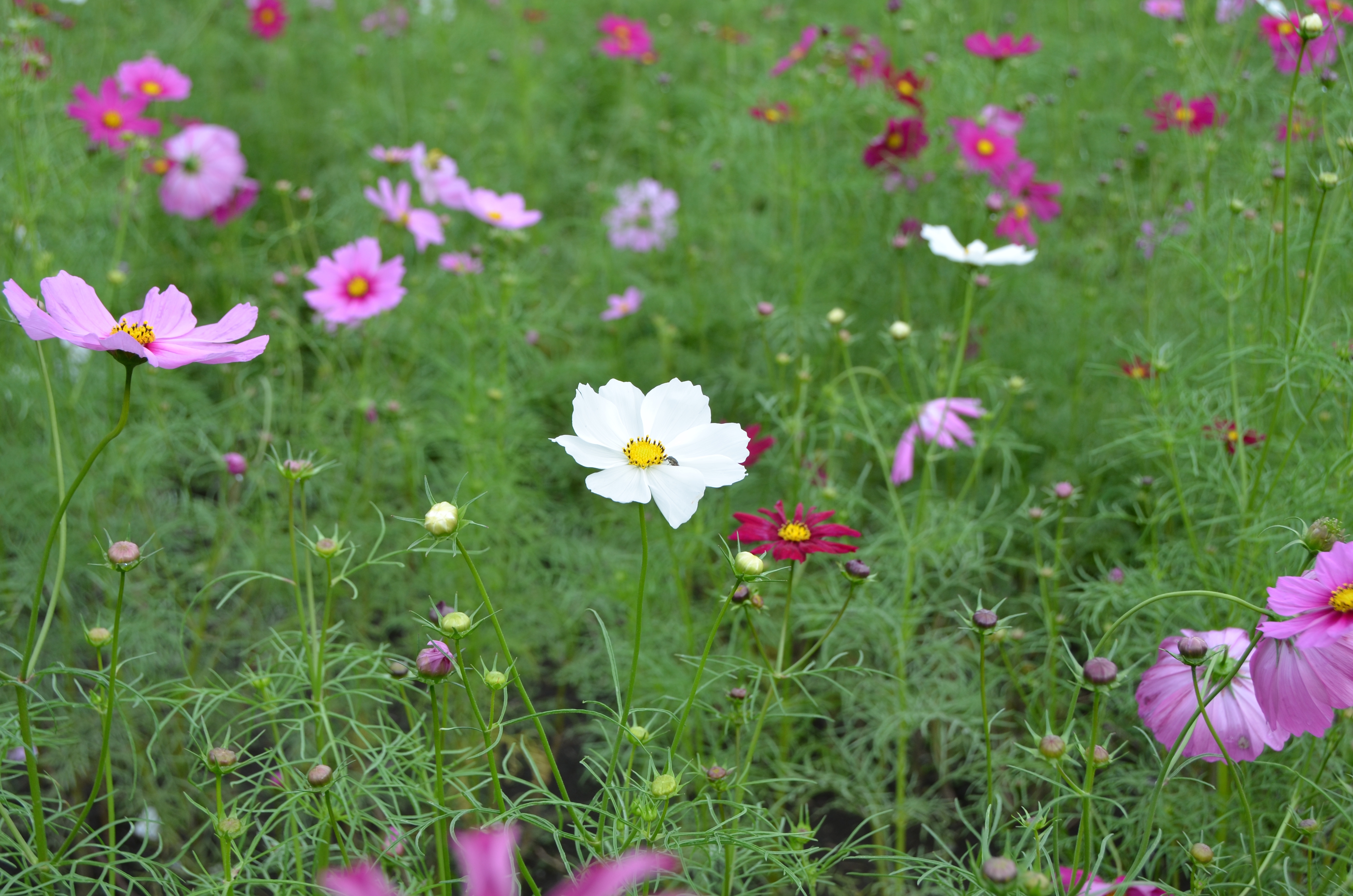 ガウディの椅子 | NIJIJUKU ～ 建築士とインテリアコーディネーター二