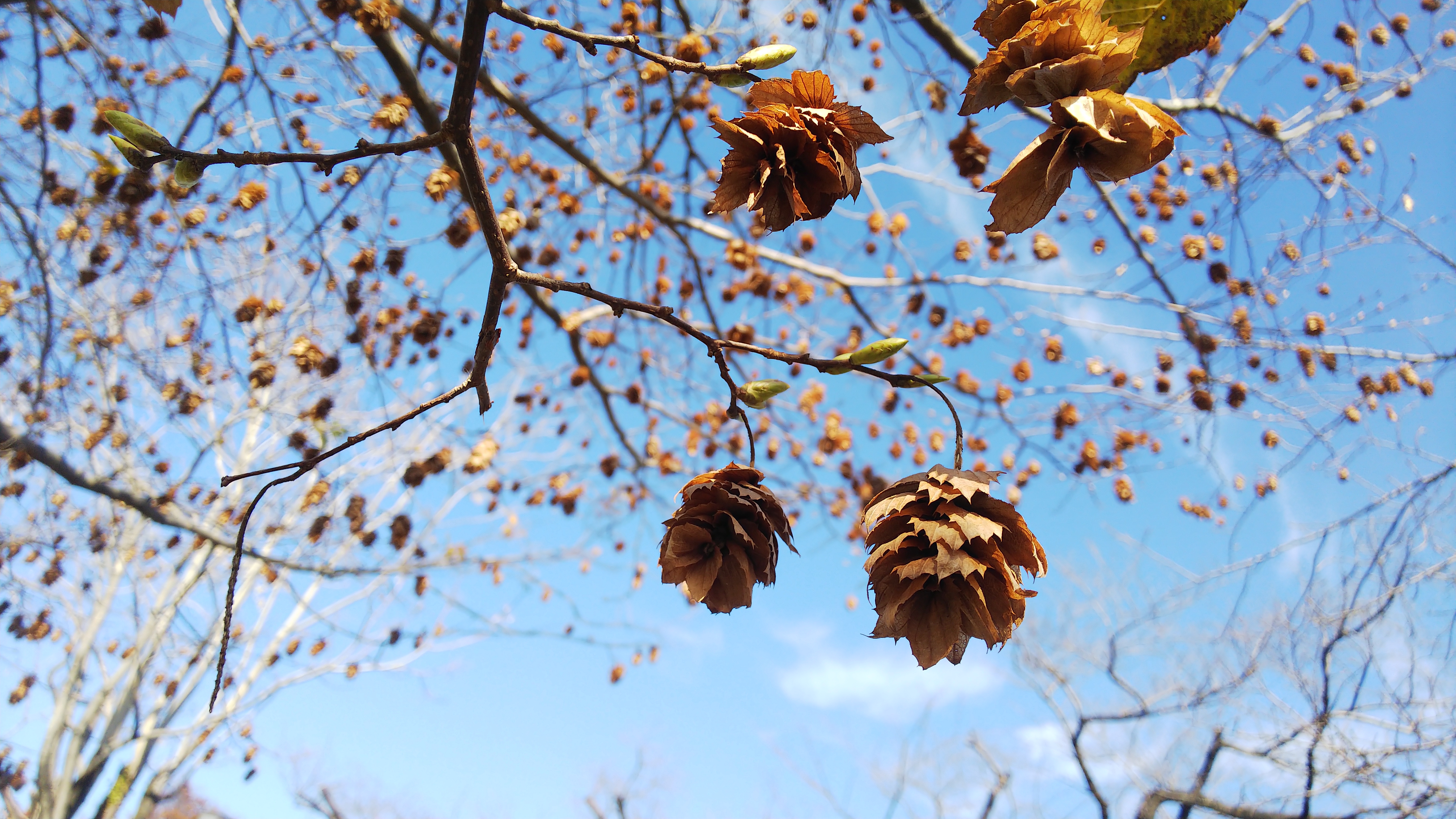 ガウディの椅子 | NIJIJUKU ～ 建築士とインテリアコーディネーター二