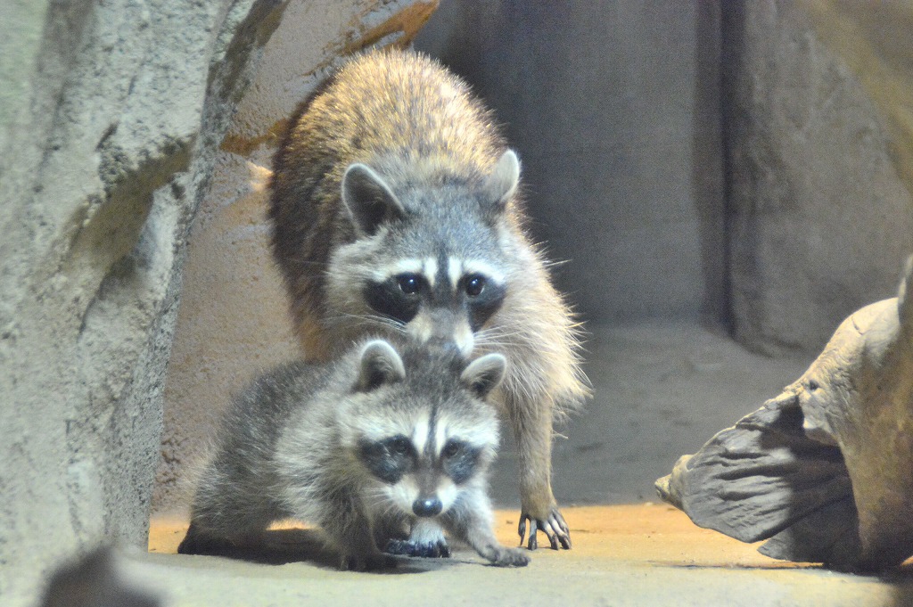 神戸どうぶつ王国 アライグマの赤ちゃんが誕生！ | KOBE MEET TRIP