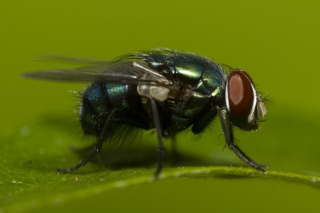 蠅は足で味覚を感じられる ウリアゲ デザインラボ