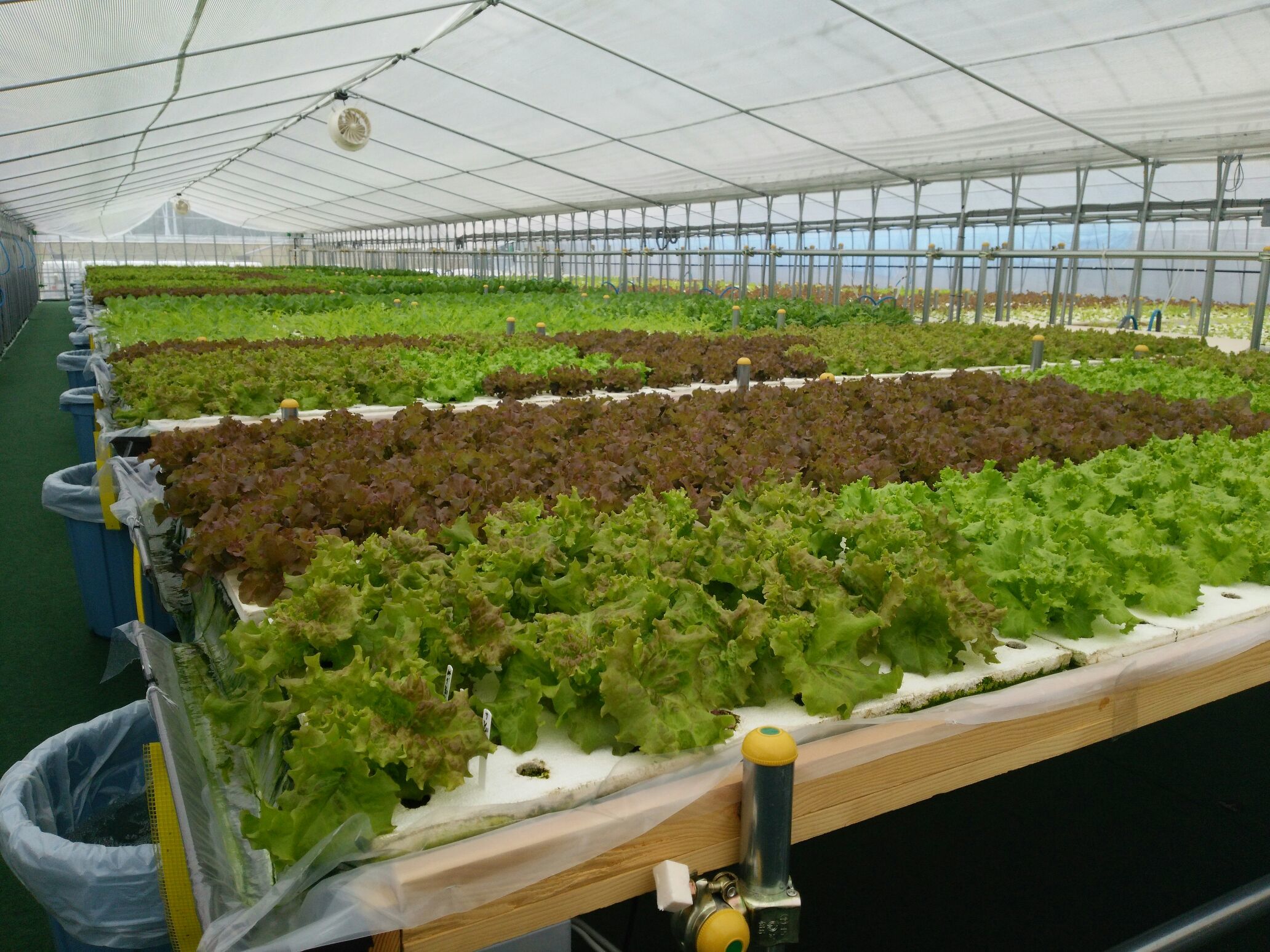 株式会社泉州野菜