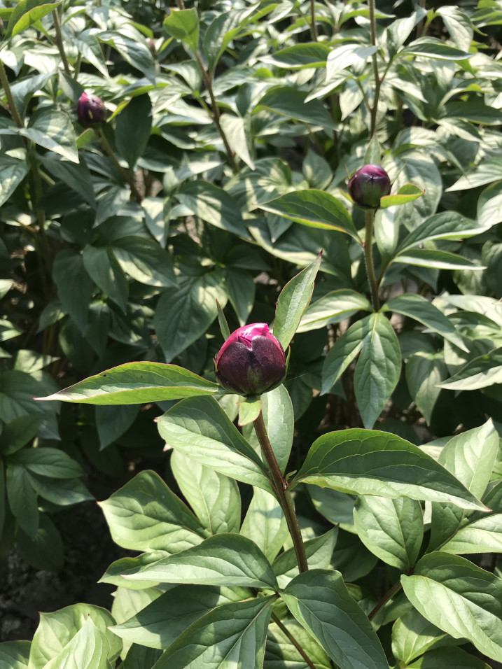 最も好ましい 芍薬 球根