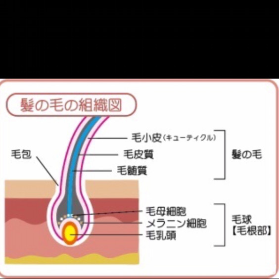 白髪を抜いたら増えるってホント 表参道青山外苑前美容室elena エレナ 神田剛弘