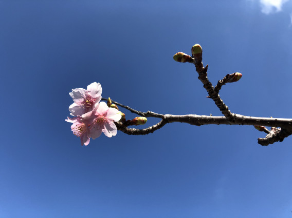 小さな春 海ときどき私