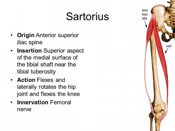 縫工筋 Sartorius Horikawa Chiropractic