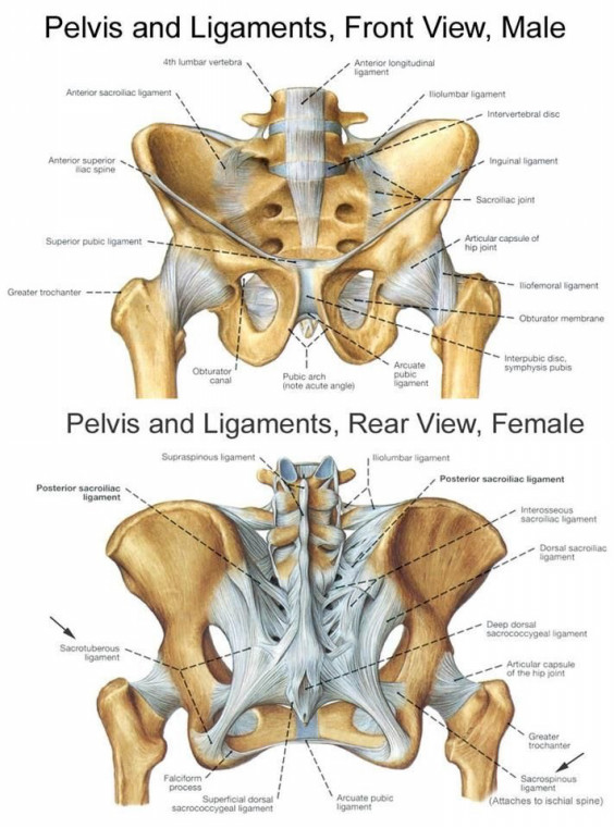 仙骨 Sacrum Horikawa Chiropractic