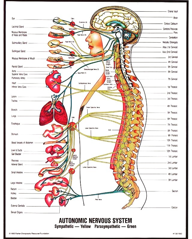 人体神経系統図、自律神経系統図 - まとめ売り