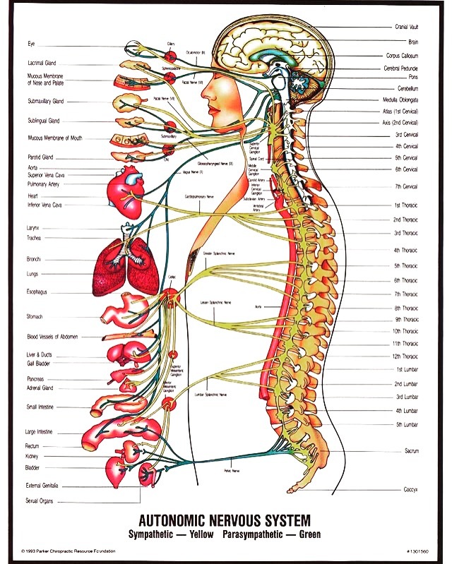 カイロプラクティック自律神経系統図 & 人体神経系統図 - 健康/医学