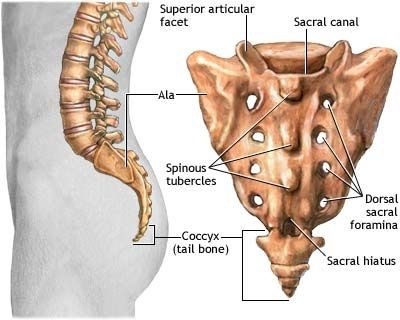仙骨(Sacrum) | Horikawa Chiropractic