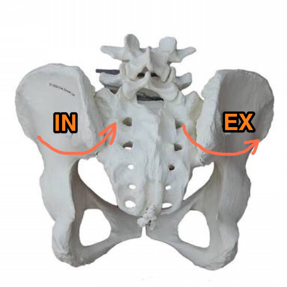 骨盤の触診 Ex Inリスティングの場合 Horikawa Chiropractic