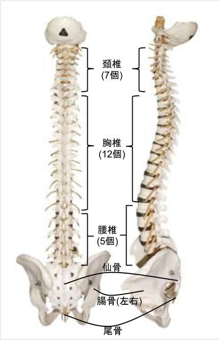 キリンの首の骨の数は Horikawa Chiropractic