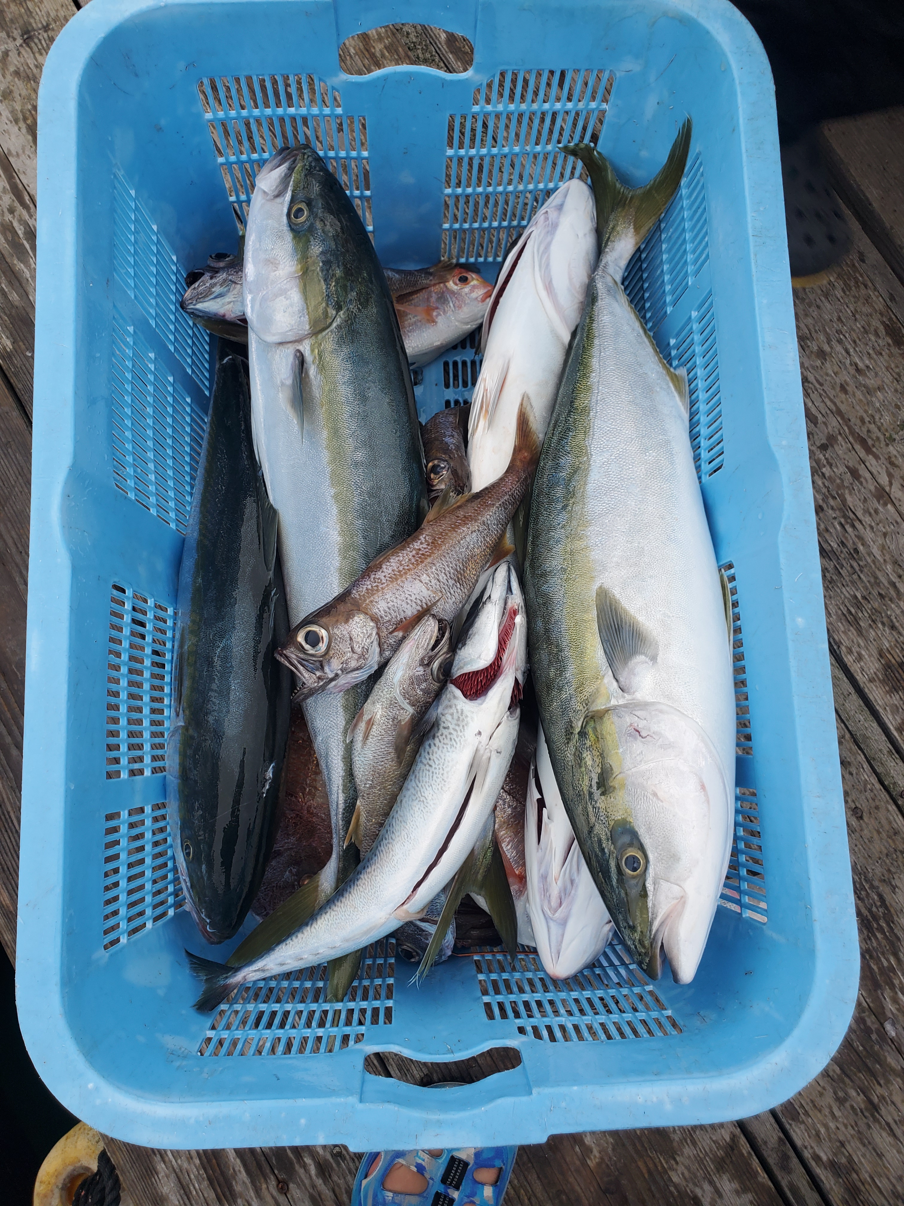 ９月 四国沖ノ島 マハタ・マダイ、メジロ  Catch report