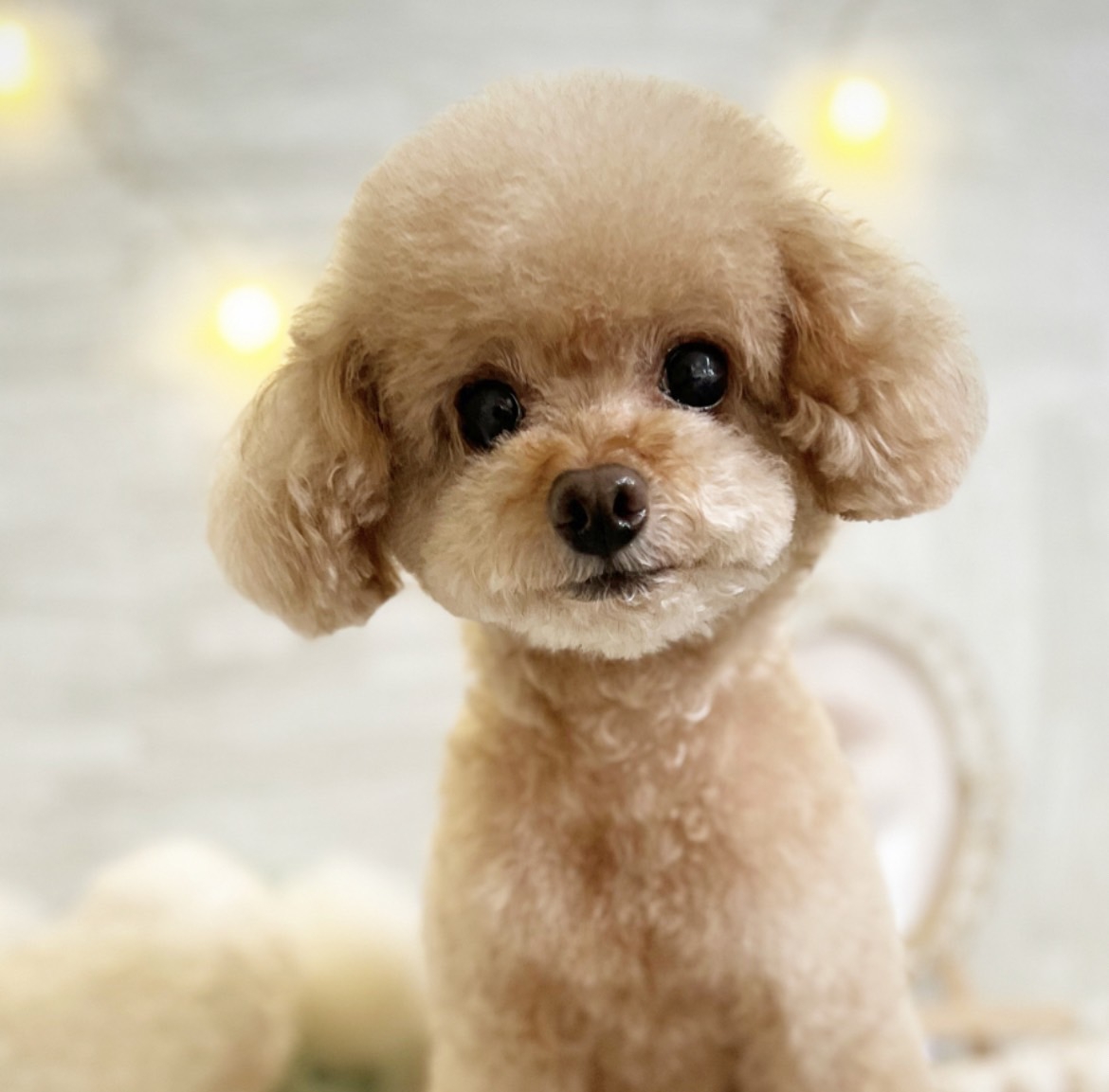 DOG SALON POOの外観
