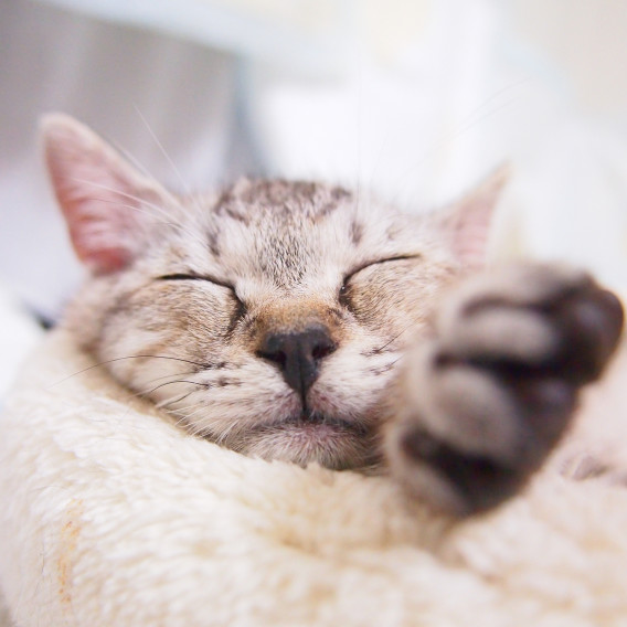 猫カフェ 侍ピーマン が川口にオープン 猫カフェ 侍ピーマン