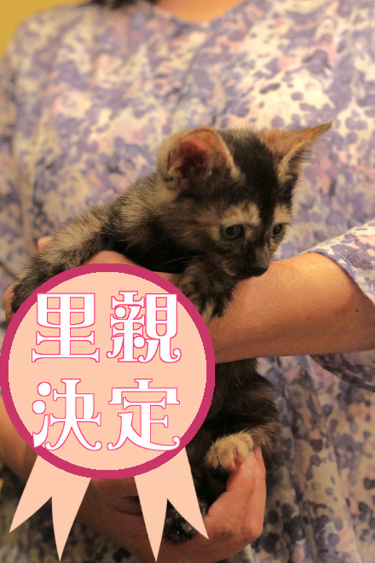 よもぎちゃん 里親決定 ネコにしあわせを よもぎちゃん 里親決定 ネコにしあわせを
