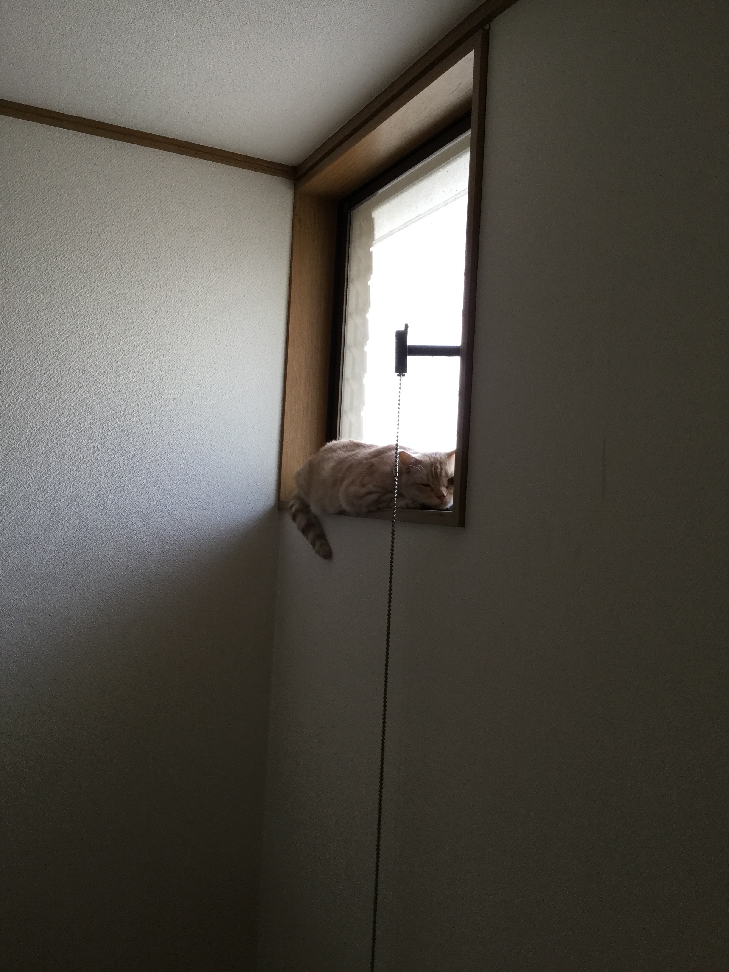 早速猫風邪に  メロンパフェの不思議な日々