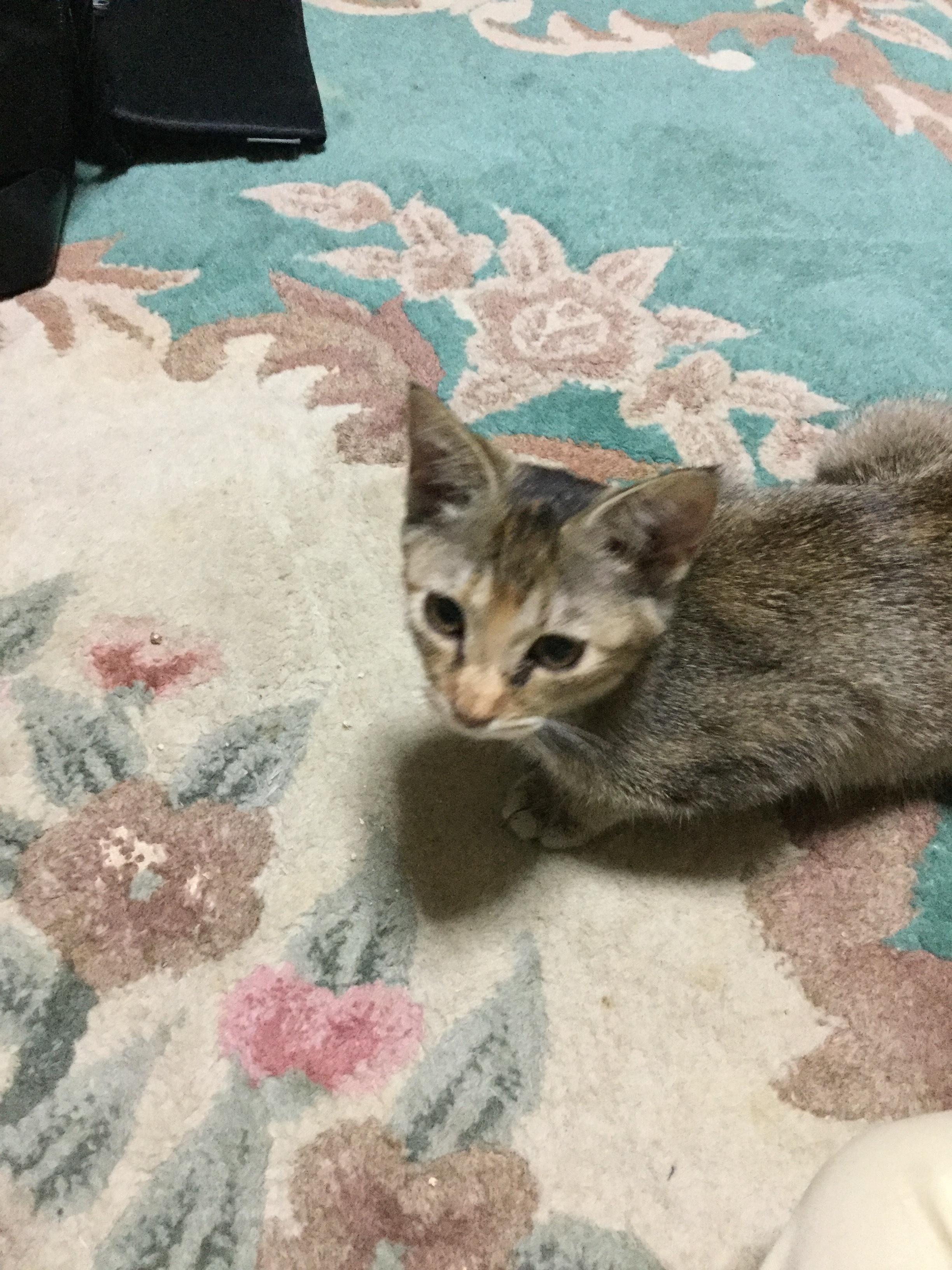 早速猫風邪に メロンパフェの不思議な日々