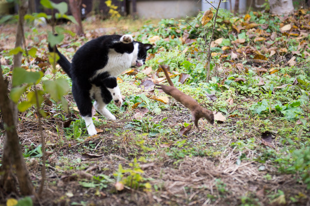 真昼の決闘 猫の雑貨屋 もくれん