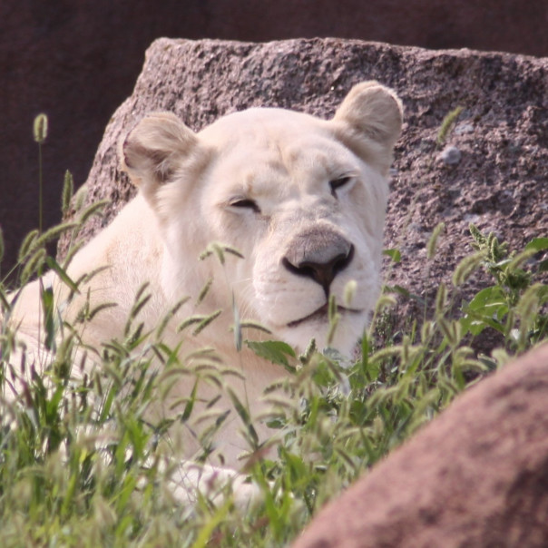 トロント動物園の動物さんたち ２１ 白フクロウの隠れ巣