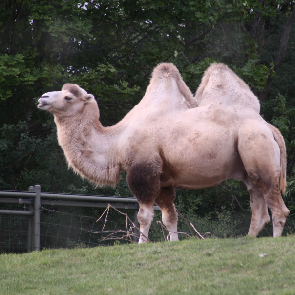 トロント動物園の動物さんたち １０ 白フクロウの隠れ巣