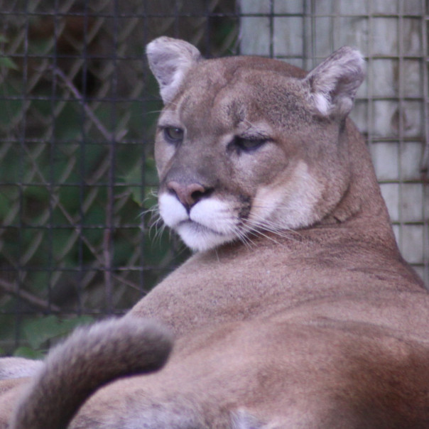 トロント動物園の動物さんたち １７ 白フクロウの隠れ巣